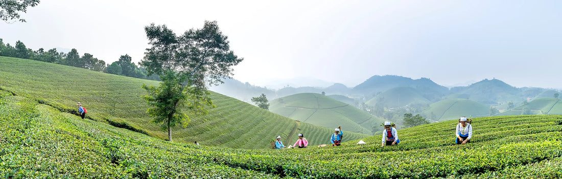Tea Farm with workers